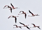 Flamingo's   A.Bender : SPANJE 2012 60D